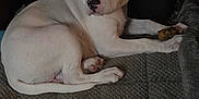 Zoro is registered to the contest to win money with this photo: animal, black_patch, canine, carpet, chew_toy, cozy, cute, dog, domestic, fur, home, indoor, lying_down, paw, pet, pillow, relaxed, resting, toy, white_dog