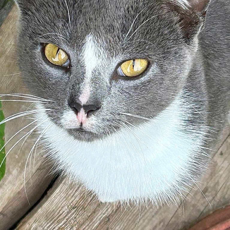 Bean joined the competition — help win amazing prizes! abyssinian, angora, animal, cat, egyptiancat, gray, kitten, manx, pet, snout