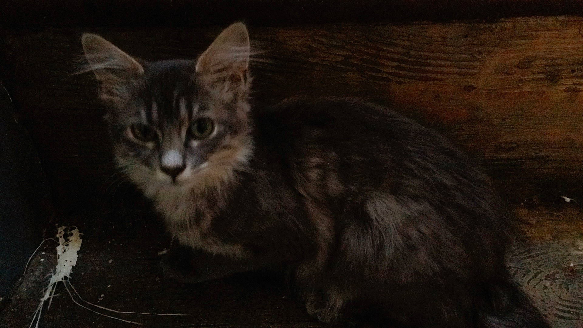 Triss a rejoint le concours — aidez-le/la à gagner de superbes lots ! asian, carnivore, cat, domestic_long_haired_cat, domestic_short_haired_cat, european_shorthair, felidae, fur, kitten, laperm, maine_coon, mammal, norwegian_forest_cat, siberian, small_to_medium_sized_cats, tabby_cat, vertebrate, whiskers