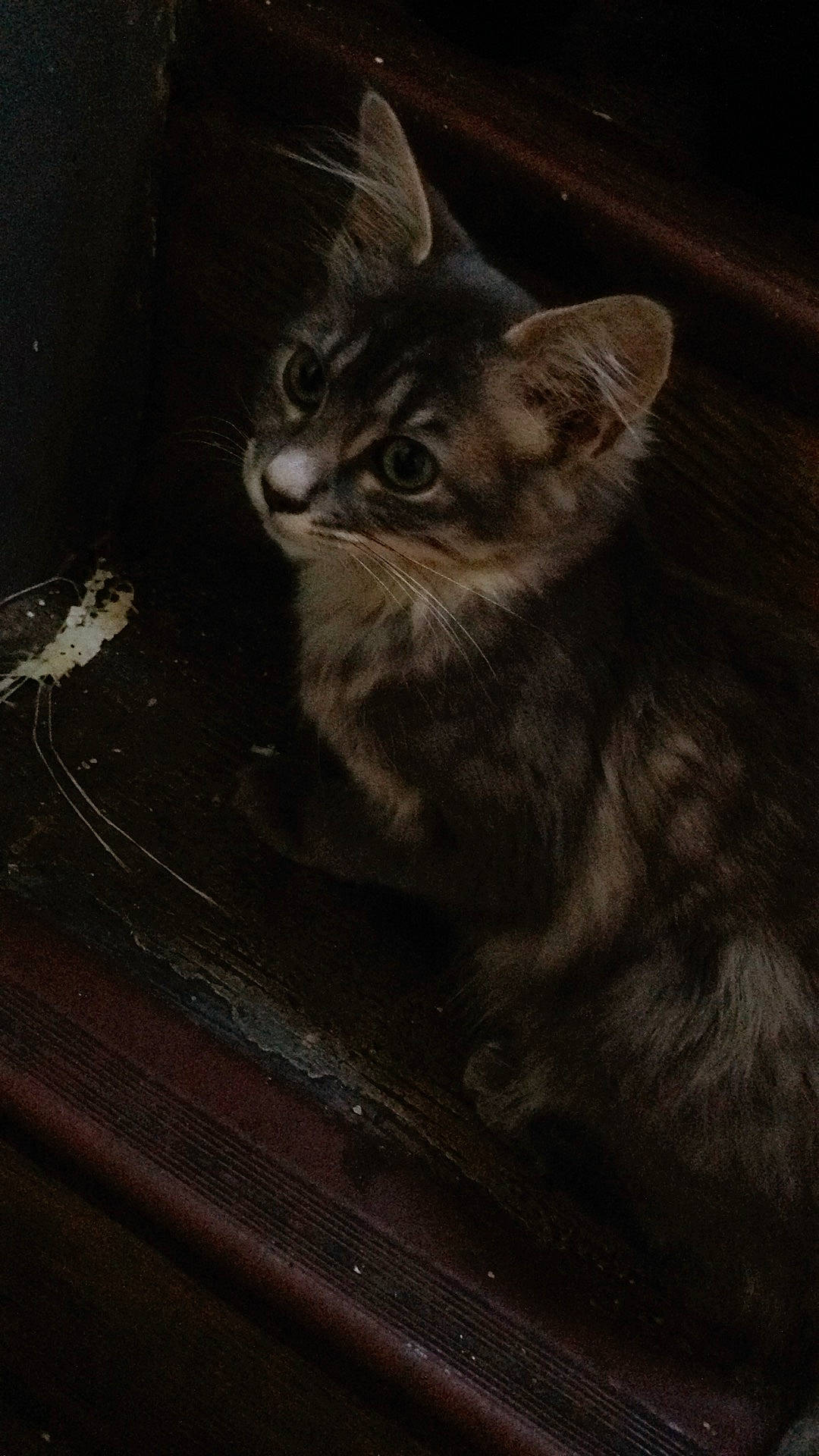 Triss a rejoint le concours — aidez-le/la à gagner de superbes lots ! asian, black_and_white, carnivore, cat, darkness, domestic_short_haired_cat, ear, european_shorthair, eye, felidae, fur, kitten, norwegian_forest_cat, small_to_medium_sized_cats, tabby_cat, whiskers