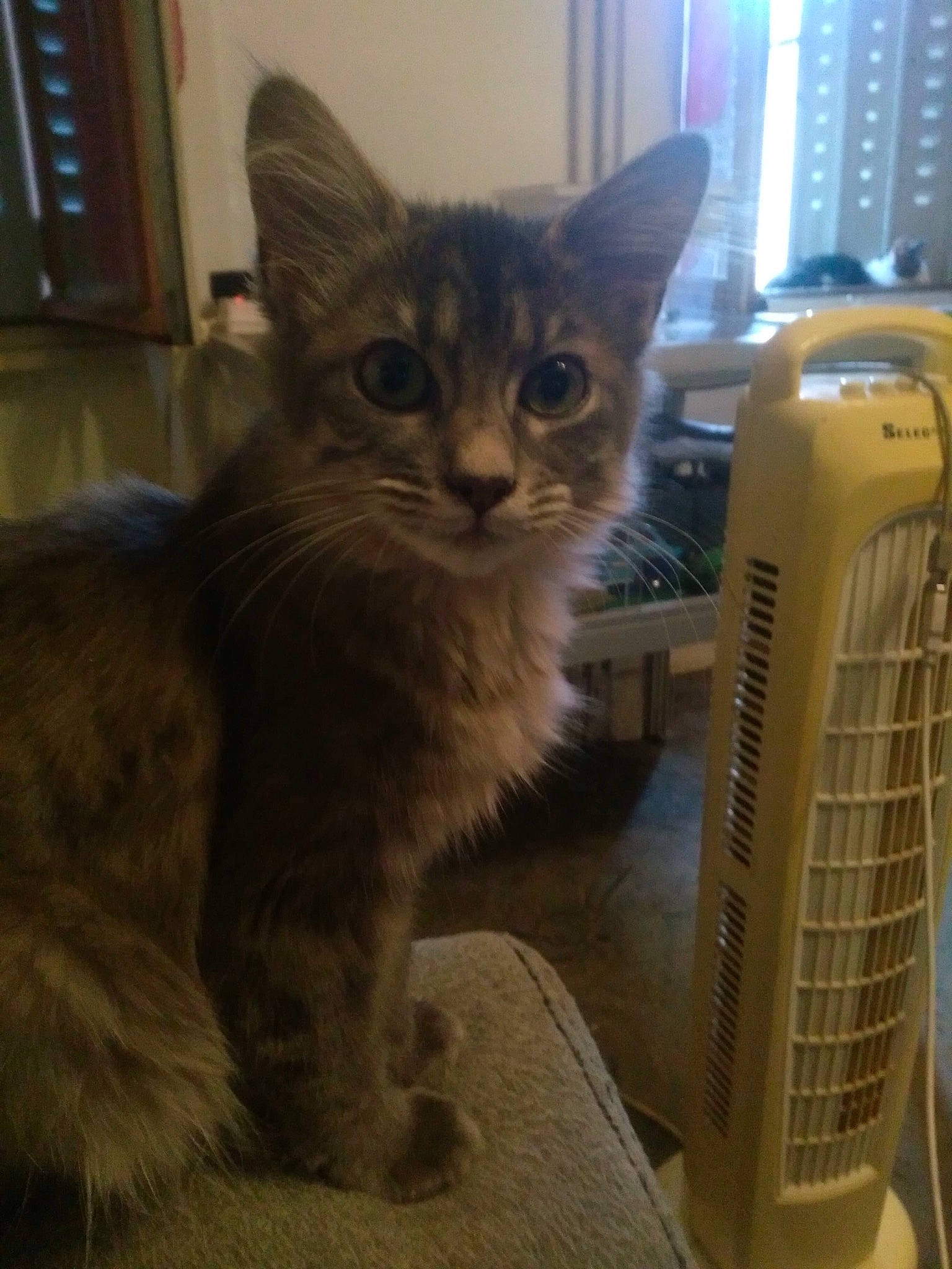 Triss a rejoint le concours — aidez-le/la à gagner de superbes lots ! american_curl, asian, carnivore, cat, domestic_long_haired_cat, domestic_short_haired_cat, european_shorthair, fawn, felidae, kitten, maine_coon, mammal, polydactyl_cat, small_to_medium_sized_cats, whiskers