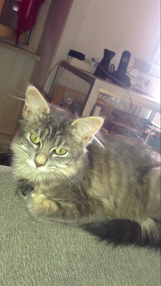 Triss participe au concours pour gagner de l'argent avec cette photo : american_shorthair, asian_semi_longhair, carnivore, cat, domestic_long_haired_cat, domestic_short_haired_cat, dragon_li, european_shorthair, felidae, kitten, maine_coon, mammal, nebelung, norwegian_forest_cat, persian, siberian, small_to_medium_sized_cats, tabby_cat, vertebrate, whiskers