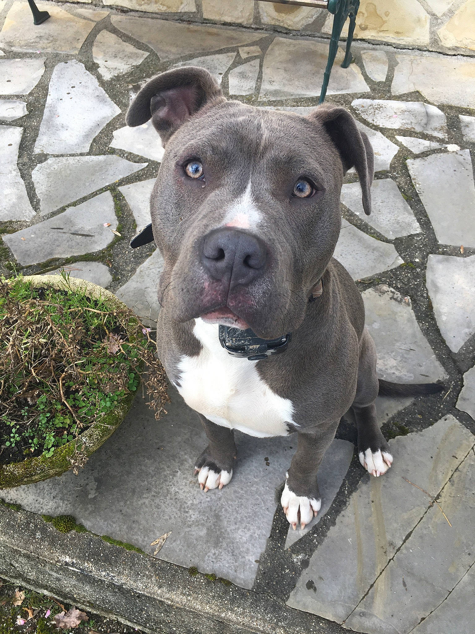 Parker participe au concours pour gagner de l'argent avec cette photo : canidae, carnivore, collar, companion_dog, concrete, dog, dog_breed, dog_collar, eye, fawn, fur, non_sporting_group, road_surface, snout, sporting_group, terrestrial_animal, whiskers, working_animal, working_dog