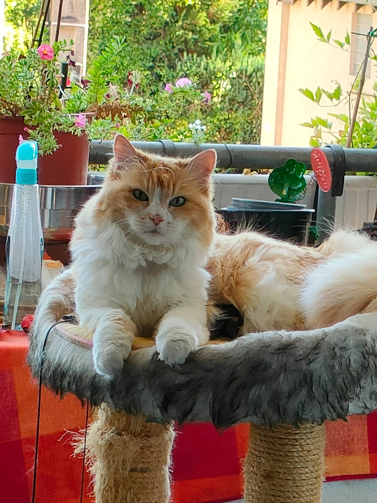 Sacha participe au concours pour gagner de l'argent avec cette photo : carnivore, cat, claw, domestic_short_haired_cat, fawn, felidae, fur, grass, mammal, plant, road_surface, sitting, small_to_medium_sized_cats, snout, tail, tree, vertebrate, whiskers, window, wood