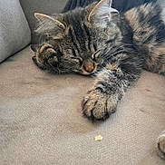 Stela a rejoint le concours — aidez-le/la à gagner de superbes lots ! cat, kitten, sleeping, tabby, paw, couch, sofa, fur, pet, indoor, cozy, resting, closeup, cute, animal, feline, relaxed, domestic, whiskers, nap