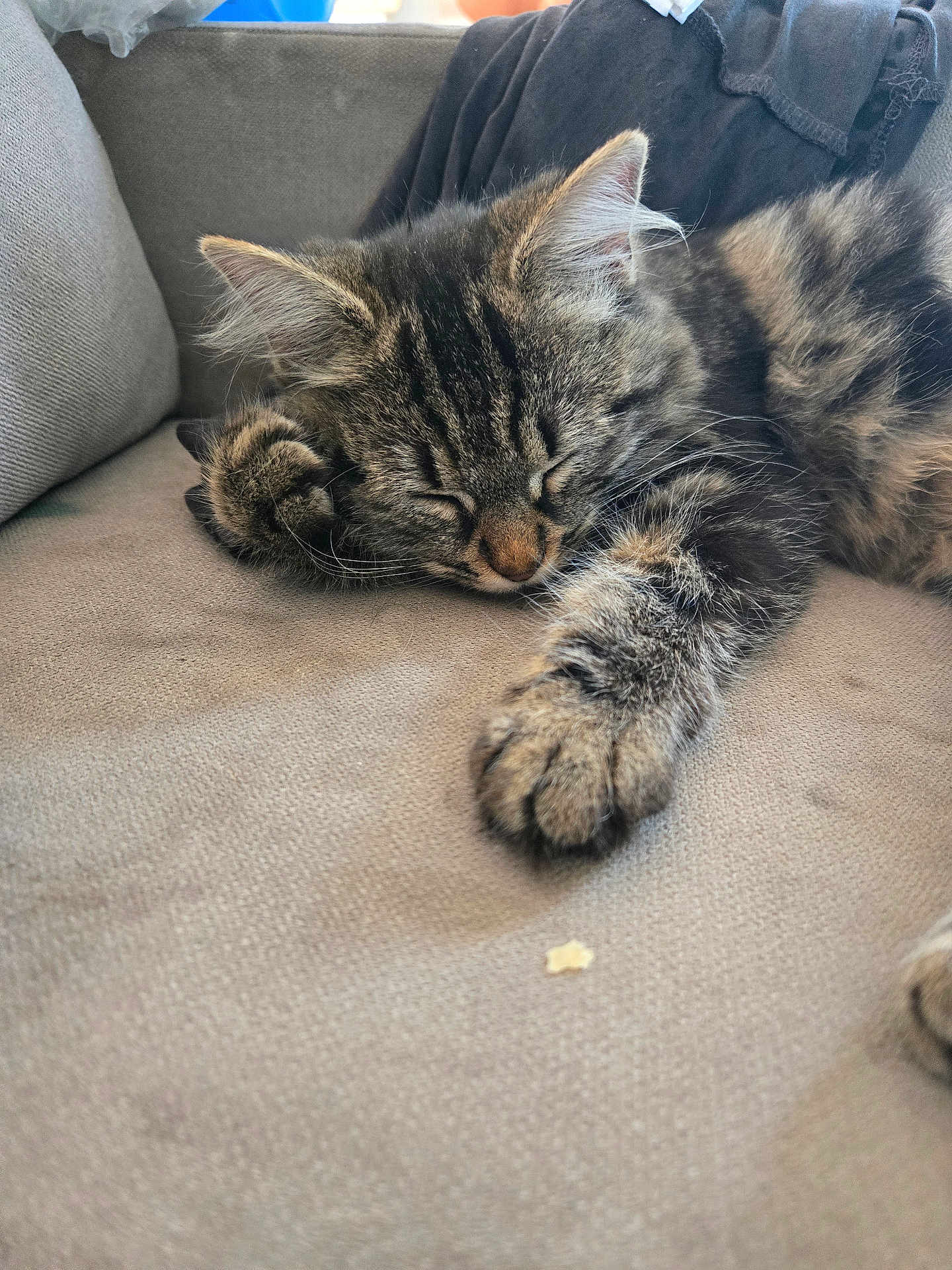 Stela a rejoint le concours — aidez-le/la à gagner de superbes lots ! cat, kitten, sleeping, tabby, paw, couch, sofa, fur, pet, indoor, cozy, resting, closeup, cute, animal, feline, relaxed, domestic, whiskers, nap