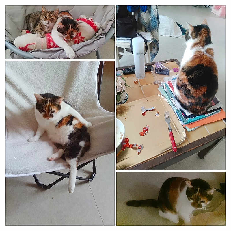 Minouchette participe au concours pour gagner de l'argent avec cette photo : cat, calico_cat, pet, animal, collage, photo_collage, indoor, home, blanket, chair, desk, table, books, stationery, kitchen, lounging, sitting, sleeping, multicolored_fur, phone_screenshot