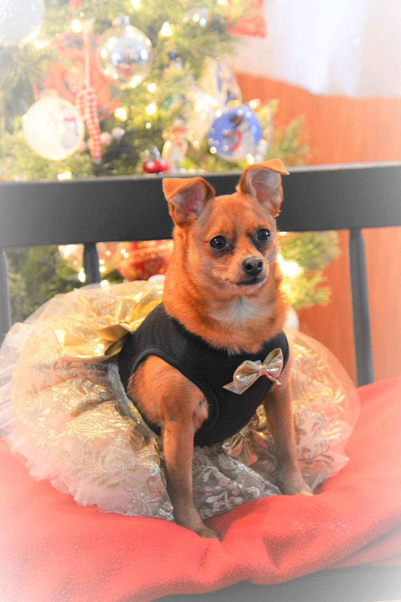 Foxyann joined the competition — help win amazing prizes! canidae, carnivore, chair, chihuahua, christmas_tree, comfort, companion_dog, dog, dog_bed, dog_breed, dog_clothes, dog_supply, event, fawn, pink, snout, sporting_group, toy, toy_dog, working_animal