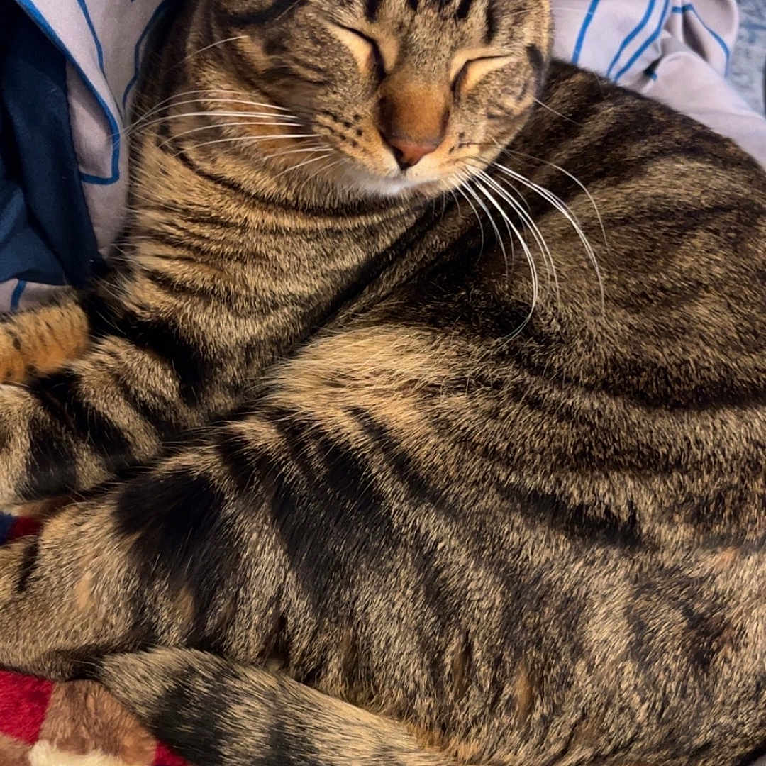 Milo