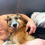 Harvey is registered to the contest to win money with this photo: dog, smiling, pet, animal, person, arm, fur, lying_down, collar, indoor, closeup, happy, canine, friendship, companion, relaxation, human_hand, brown_fur, black_fur, snout