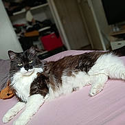 Sun a rejoint le concours — aidez-le/la à gagner de superbes lots ! cat, fluffy, black_and_white, lying_down, bed, indoor, pet, relaxed, fur, whiskers, green_eyes, domestic_animal, cozy, feline, resting, pink_bedspread, living_room, soft_light, cute, calm