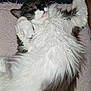 cat, fluffy, white, black, lying_down, paw_up, relaxed, pet, animal, fur, whiskers, sleepy, cozy, blanket, indoor, cute, mammal, domestic_animal, resting, soft