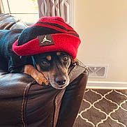 Drac joined the competition — help win amazing prizes! dog, beanie, hat, leather_couch, indoor, curtain, window, vent, carpet, floor, cozy, pet, resting, black_and_tan, portrait, furniture, home_interior, headwear, cute, animal