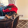 dog, beanie, hat, leather_couch, indoor, curtain, window, vent, carpet, floor, cozy, pet, resting, black_and_tan, portrait, furniture, home_interior, headwear, cute, animal
