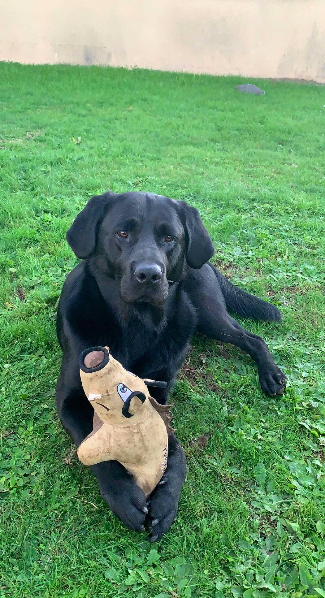 Pacco a rejoint le concours — aidez-le/la à gagner de superbes lots ! borador, canidae, carnivore, collar, companion_dog, dog, dog_breed, dog_collar, grass, grassland, guard_dog, gun_dog, plant, pointing_breed, retriever, snout, sporting_group, terrestrial_animal, working_animal, working_dog