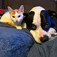 Jade joined the competition — help win amazing prizes! cat, kitten, dog, puppy, black_and_white_dog, orange_and_white_cat, blanket, couch, indoor, pet, snuggling, resting, close_up, animal, companion, domestic, fur, relaxed, cute, cozy