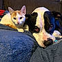 animal, black_and_white_dog, blanket, cat, close_up, companion, couch, cozy, cute, dog, domestic, fur, indoor, kitten, orange_and_white_cat, pet, puppy, relaxed, resting, snuggling