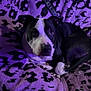 Jade is registered to the contest to win money with this photo: dog, black_and_white, blanket, purple_lighting, indoor, pet, fur, resting, animal, canine, comfort, couch, relaxed, portrait, looking_away, domestic_animal, snout, ears, paw, fur_pattern