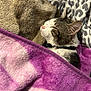 animal, blanket, cat, close_up, collar, comfort, cozy, cute, ear, face, fur, indoor, leopard_print, nap, pet, purple, resting, sleeping, soft, whiskers