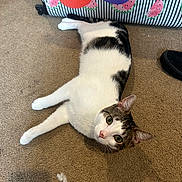 Tiny is registered to the contest to win money with this photo: cat, indoor, carpet, white_cat, gray_spots, furniture, watermelon_pattern, relaxed, pet, animal, cute, looking_up, floor, home, colorful, painted_furniture, domestic_cat, whiskers, ears, eyes