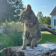 Sissy joined the competition — help win amazing prizes! cat, tabby_cat, animal, pet, outdoor, nature, log, wood, greenery, grass, tree, sunlight, blue_sky, collar, curious, feline, mammal, whiskers, ears, perched