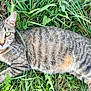 Sissy is registered to the contest to win money with this photo: animal, cat, closeup, daylight, ears, eyes, feline, fur, grass, greenery, laying, mammal, nature, outdoor, pet, relaxed, tabby, tail, whiskers, wildlife