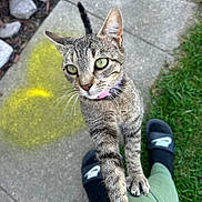 Sissy joined the competition — help win amazing prizes! animal, black_slides, casual, cat, close_up, curious, daylight, footwear, grass, green_eyes, green_pants, nature, outdoor, paw, person, pet, pink_collar, rocks, sidewalk, tabby
