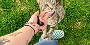 Sissy joined the competition — help win amazing prizes! adidas, affectionate, animal, bracelet, casual, cat, checkered_shoes, cute, feline, grass, green, hand, outdoor, pants, person, pet, playful, shoes, tabby_cat, tattoo