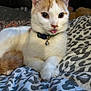 Eddie joined the competition — help win amazing prizes! cat, white_cat, orange_cat, pet, collar, bell, tongue_out, bed, blanket, patterned_blanket, indoor, cute, animal, feline, resting, paw, close-up, domestic_cat, fur, whiskers