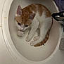 animal, bathroom, cat, cozy, curious, curled_up, cute, domestic_animal, fur, indoor, kitten, orange_and_white, paw, pet, playful, resting, sink, small, white, young