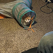 Eddie joined the competition — help win amazing prizes! animal, carpet, cat, cord, curious, cute, domestic, electrical_outlet, feline, floor, home, household, indoor, orange_cat, pet, play_tunnel, relaxed, small, toy, white_cat