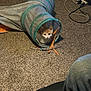 animal, carpet, cat, cord, curious, cute, domestic, electrical_outlet, feline, floor, home, household, indoor, orange_cat, pet, play_tunnel, relaxed, small, toy, white_cat