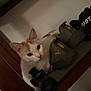 animal, casual, cat, close_up, clothing, curious, domestic_cat, ears, eyes, feline, flooring, fur, indoor, orange_and_white_cat, pet, puma, reflection, shoes, whiskers, wooden_shelf