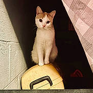 Little Foot is registered to the contest to win money with this photo: animal, cat, checkered_fabric, container, curious, cute, dark_background, domestic_animal, feline, handle, indoor, looking, orange_cat, pet, plastic, sitting, texture, wall, white_cat, wide_eyes