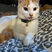 Little Foot is registered to the contest to win money with this photo: cat, white_cat, orange_cat, pet, collar, bell, tongue_out, bed, blanket, patterned_blanket, indoor, cute, animal, feline, resting, paw, close-up, domestic_cat, fur, whiskers