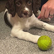 Willow is registered to the contest to win money with this photo: puppy, dog, brown, white, carpet, green_ball, paw, hand, indoor, pet, young_dog, cute, animal, playful, closeup, friendly, domestic, fur, nose, eyes