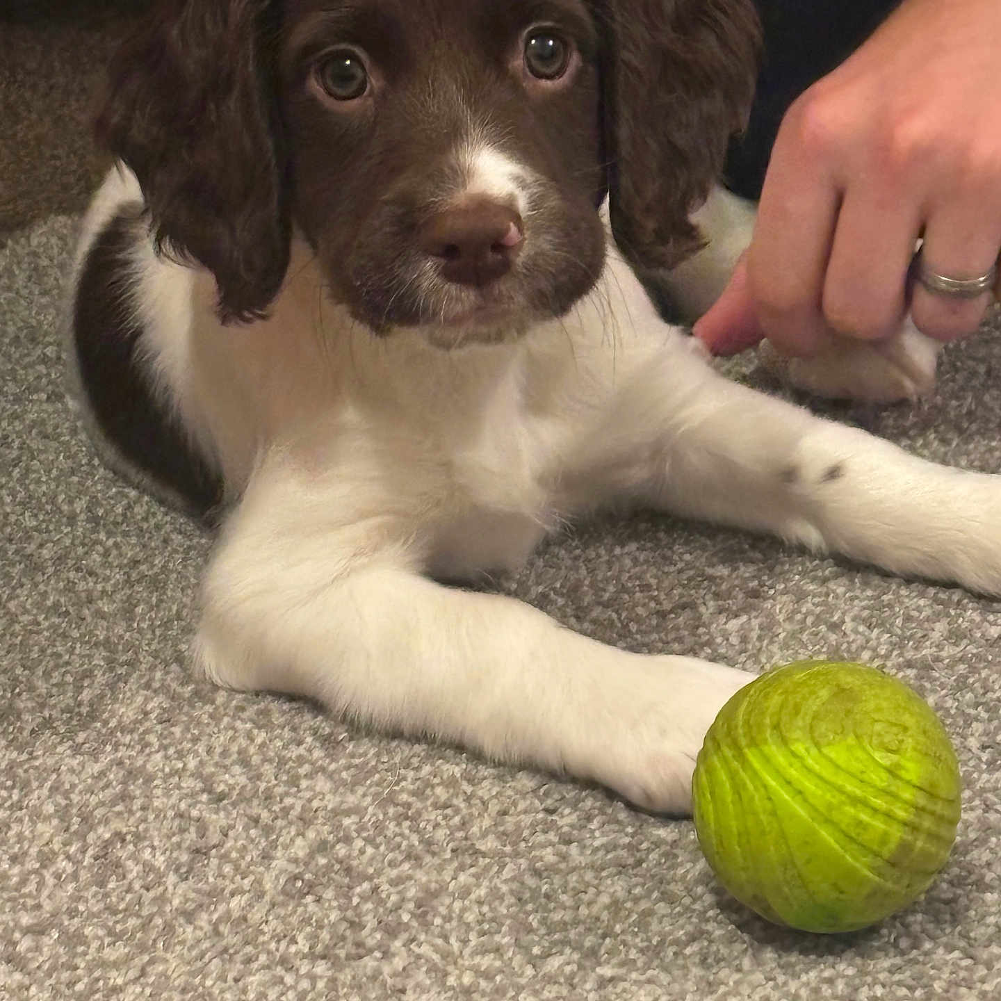 Willow is registered to the contest to win money with this photo: animal, brown, carpet, closeup, cute, dog, domestic, eyes, friendly, fur, green_ball, hand, indoor, nose, paw, pet, playful, puppy, white, young_dog