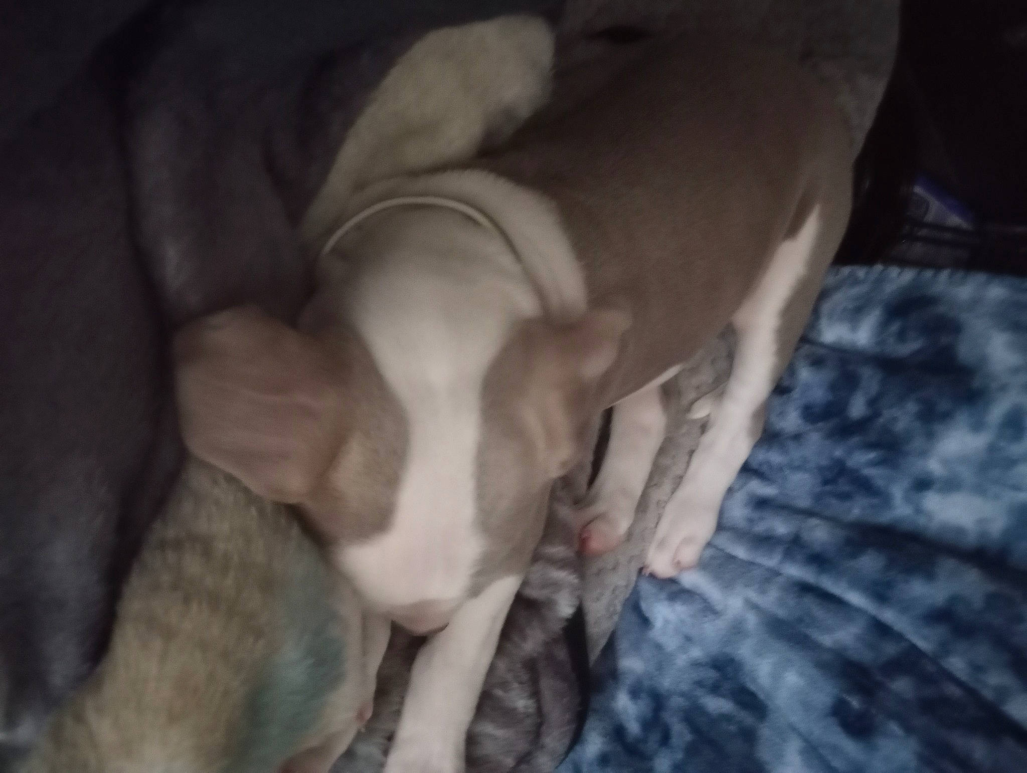 Luna joined the competition — help win amazing prizes! canidae, carnivore, comfort, companion_dog, darkness, dog, dog_breed, fawn, flash_photography, fur, gesture, human_leg, knee, nail, non_sporting_group, paw, sporting_group, tail, thigh, working_animal