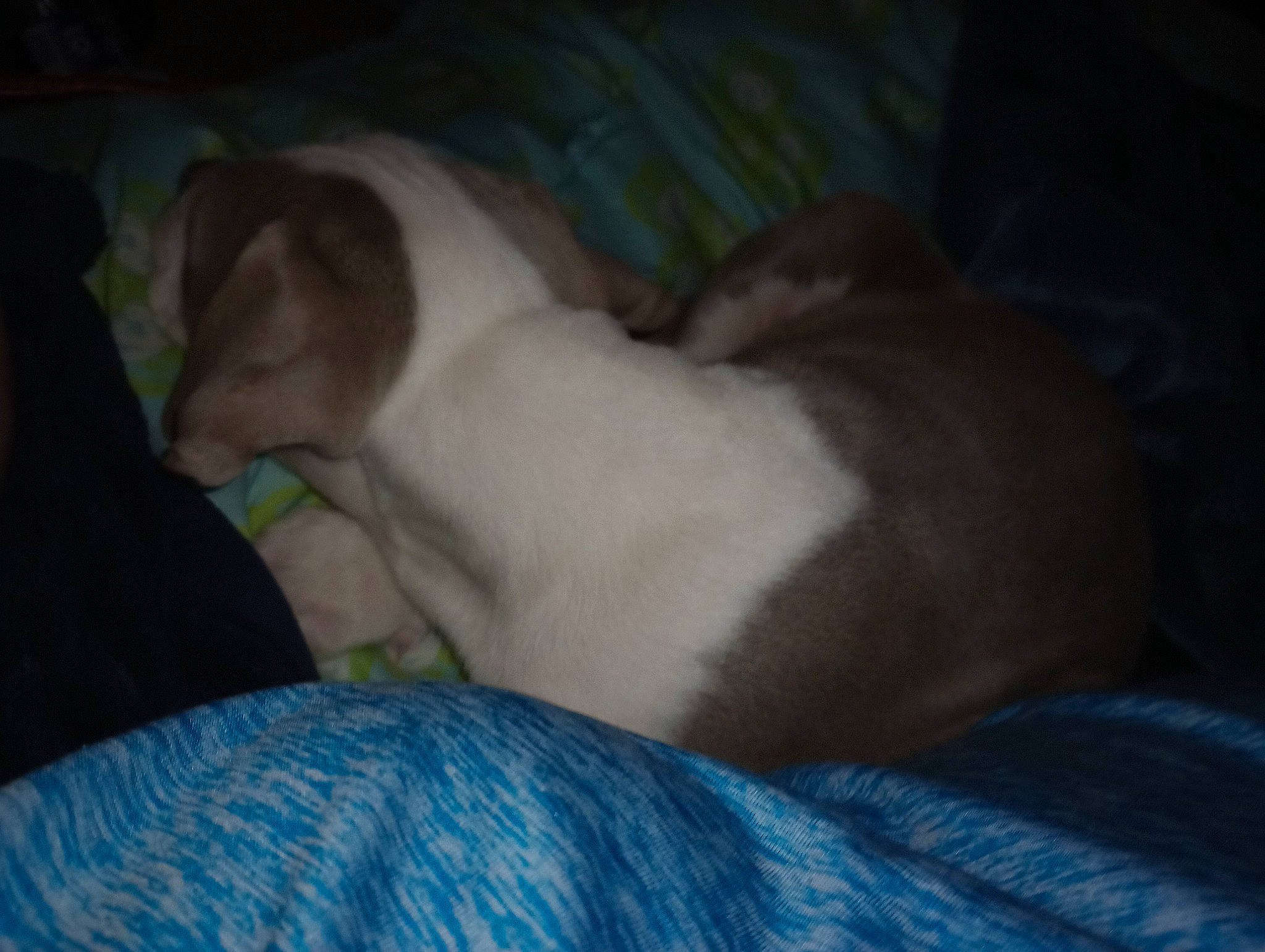 Luna is registered to the contest to win money with this photo: canidae, carnivore, comfort, companion_dog, dog_breed, domestic_short_haired_cat, ear, fawn, felidae, fur, nap, non_sporting_group, paw, puppy, small_to_medium_sized_cats, snout, sporting_group, tail, terrestrial_animal, whiskers