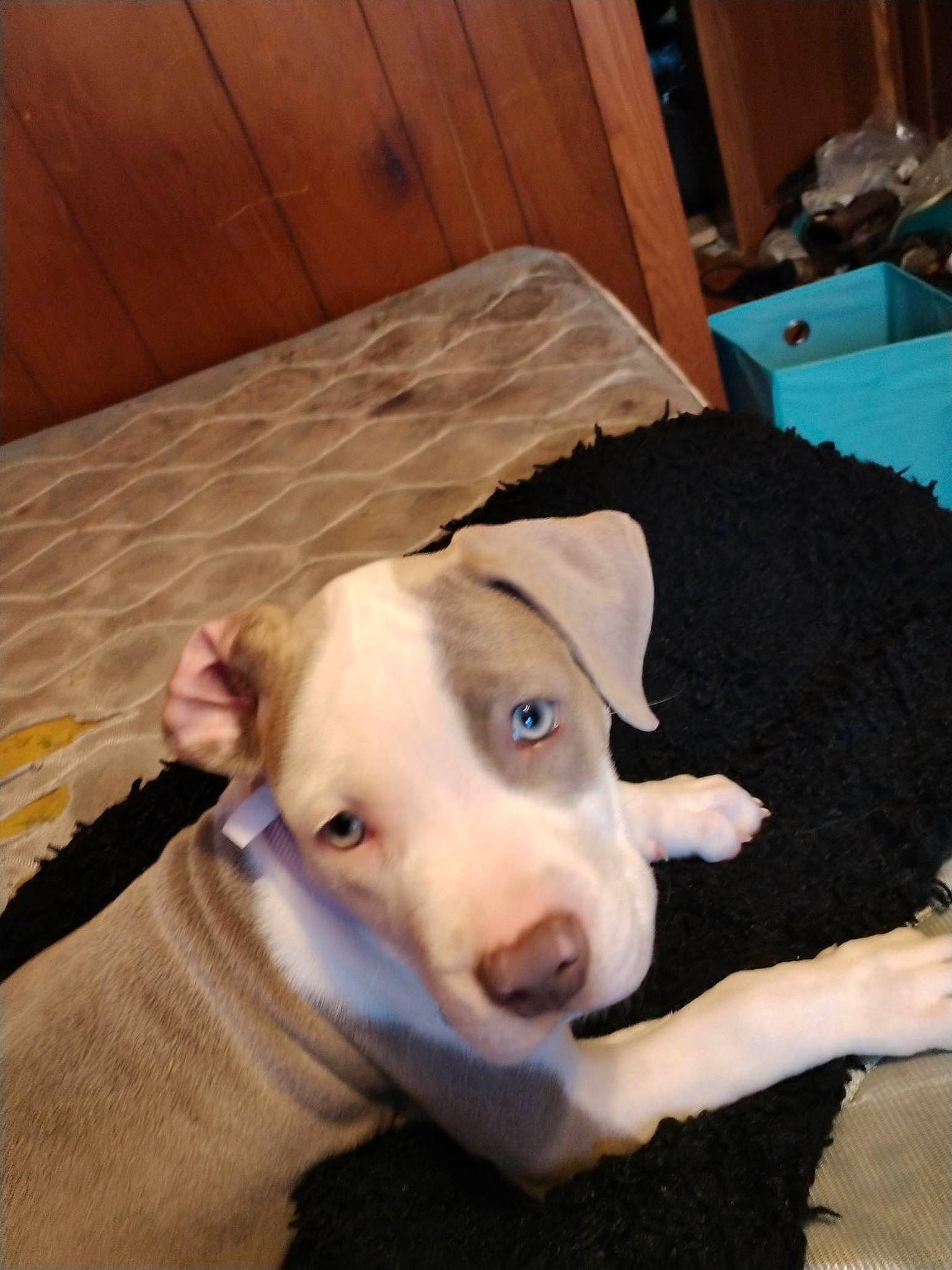 Luna is registered to the contest to win money with this photo: carnivore, collar, comfort, companion_dog, couch, dog, dog_breed, dog_supply, fawn, floor, flooring, fur, hardwood, pet_supply, retriever, snout, sporting_group, whiskers, wood, working_animal