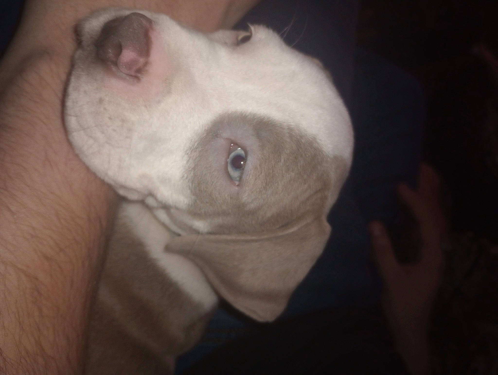 Luna joined the competition — help win amazing prizes! canidae, carnivore, comfort, companion_dog, darkness, dog, dog_breed, ear, eyelash, fawn, flesh, fur, nail, no_expression, nose, snout, sporting_group, whiskers, working_animal, wrinkle