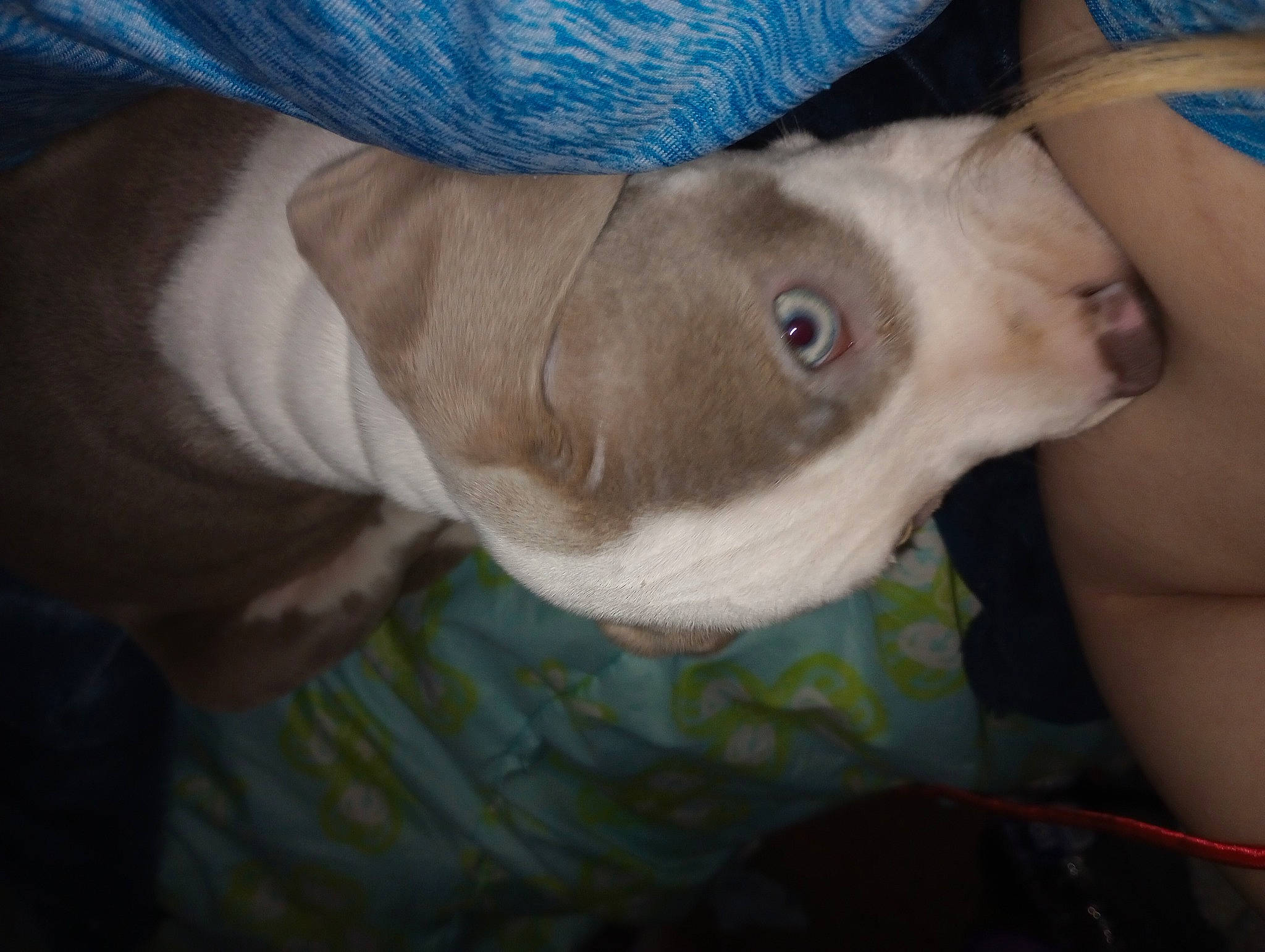 Luna is registered to the contest to win money with this photo: blue, canidae, carnivore, comfort, companion_dog, dog, dog_breed, eye, fawn, flesh, fur, human_leg, non_sporting_group, selfie, snout, sporting_group, terrestrial_animal, whiskers, working_animal, wrinkle