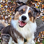 Milo participe au concours pour gagner de l'argent avec cette photo : dog, happy, smiling, outdoor, autumn, leaves, rocks, fur, pet, canine, nature, sitting, closeup, brown, white, black, animal, playful, portrait, friendly