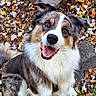 dog, happy, smiling, outdoor, autumn, leaves, rocks, fur, pet, canine, nature, sitting, closeup, brown, white, black, animal, playful, portrait, friendly
