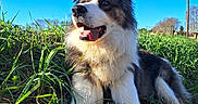 Milo a rejoint le concours — aidez-le/la à gagner de superbes lots ! dog, grass, outdoor, blue_sky, sunlight, pet, animal, tongue_out, happy, nature, fur, muzzle, ears, paw, canine, field, daytime, tree, stick, relaxing