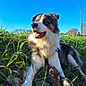 dog, grass, outdoor, blue_sky, sunlight, pet, animal, tongue_out, happy, nature, fur, muzzle, ears, paw, canine, field, daytime, tree, stick, relaxing