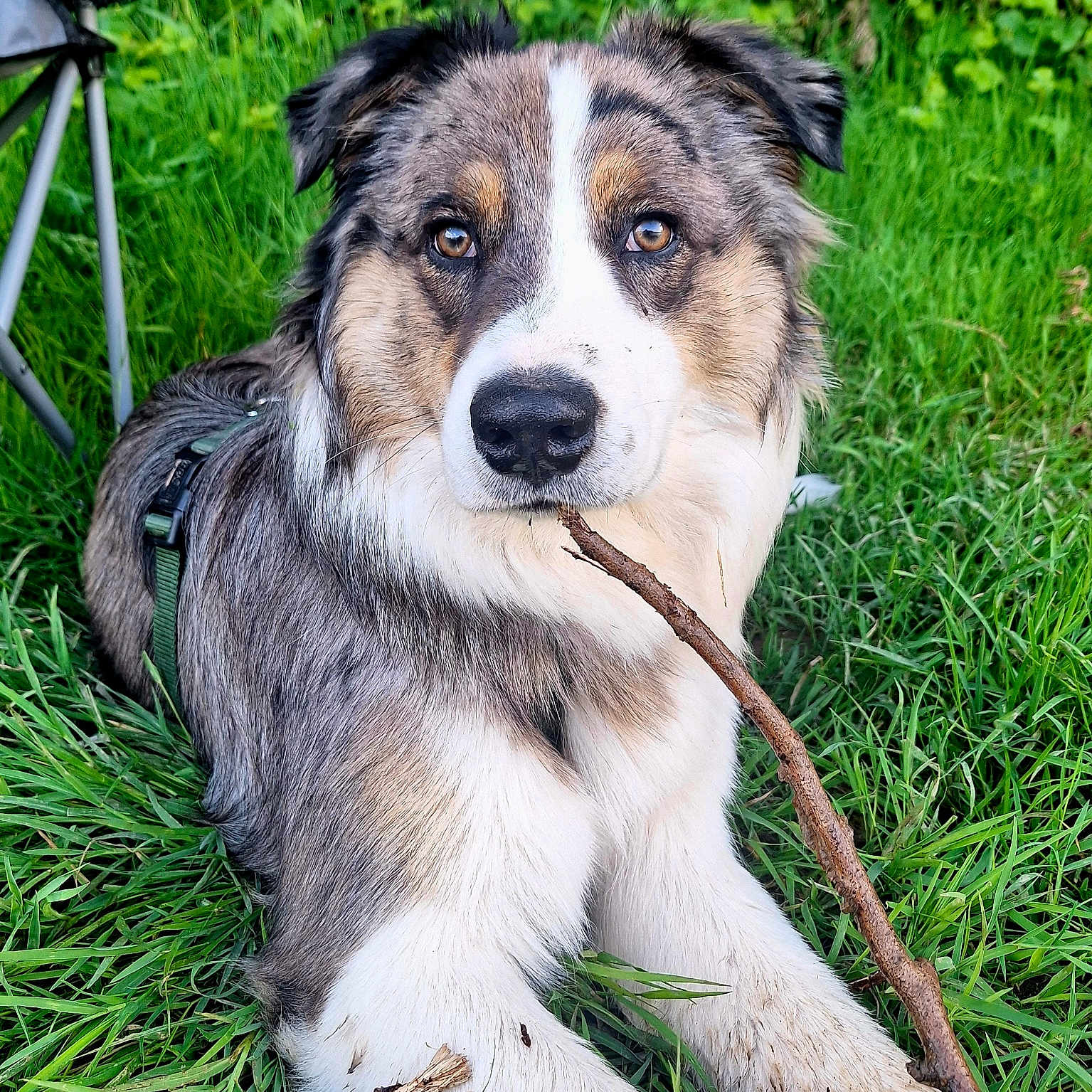 Milo