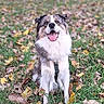 dog, happy, sitting, grass, leaves, autumn, outdoor, pet, canine, nature, playful, fur, smiling, park, animal, muzzle, ears, tongue, collar, daylight
