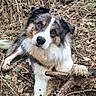 dog, animal, muddy, stick, leaves, outdoor, nature, fur, pet, curious, brown, white, black, ears, paw, forest_floor, playful, canine, head_tilt, ground