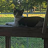 cat, black_and_white_cat, animal, pet, feline, lying_down, relaxed, outdoor, deck, wooden_railing, backyard, chain_link_fence, grass, trees, sunlight, nature, garden, portrait, side_view, peaceful